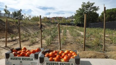 Photo of Giardini Terapeutici | Il giardino ecologico della Fondazione Trébol