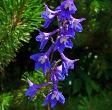 Photo of Delphinium: [colture, associazioni, parassiti e malattie]