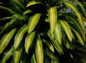 Photo of Dracaena Massangeana: [Coltivazione, cura, parassiti e malattie]