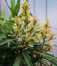 Photo of Prune Dracenas: [Importanza, tempo, strumenti, considerazioni e passaggi]