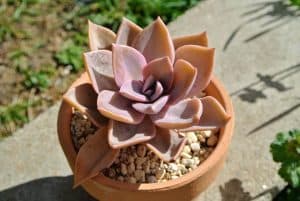 Photo of Echeveria: [Coltivazione, Irrigazione, Associazioni, Parassiti e Malattie]