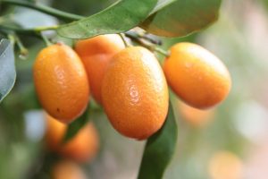 Photo of Talee di Kumquat: [Innesto, Stagione, Radicazione e Semina]