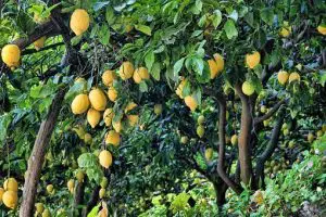 Photo of Talee di limone: [Innesto, stagione, radicamento e semina]