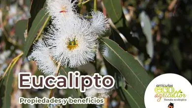Photo of Eucalipto, proprietà medicinali e benefici per la salute