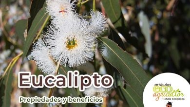 Photo of Eucalipto, proprietà medicinali e benefici per la salute