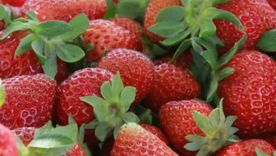 Photo of Fragole: 10 proprietà e benefici di questo frutto