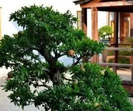 Photo of Prune Ficus Ginseng: [Importanza, tempo, strumenti, considerazioni e passaggi]