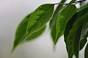 Photo of Irrigazione di Ficus Benjamina: [Necessità, Frequenza e Procedura]