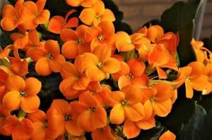 Photo of Fiori d’arancio: [esempi, cura, caratteristiche e significato]