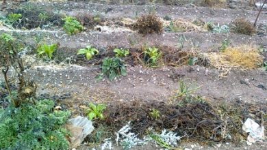 Photo of Cosa sono le terrazze permanenti? Come realizzare giardini terrazzati