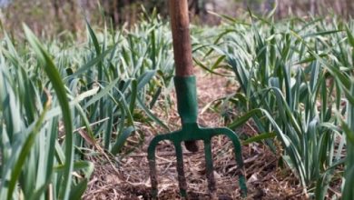 Photo of Pacciame per il giardino | Tipi di pacciamatura o pacciamatura per le piante