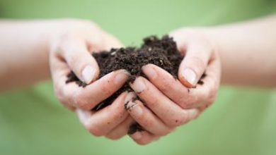 Photo of Preparati Biodinamici per l’Orto Ecologico