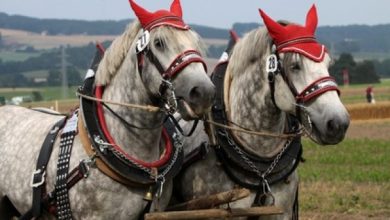 Photo of Trazione animale in agricoltura biologica: quali sono i vantaggi?