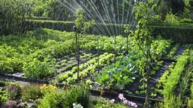 Photo of Tipi di irrigazione | Vantaggi di ogni sistema di irrigazione per il giardino