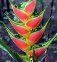 Photo of Heliconia: [Coltivazione, Irrigazione, Associazioni, Parassiti e Malattie]