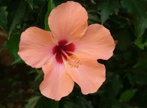 Photo of Prune Hibiscus: [Importanza, tempo, strumenti, considerazioni e passaggi]
