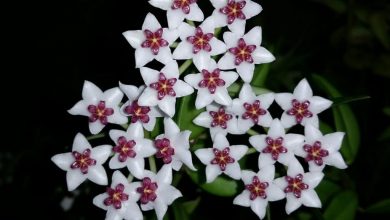 Photo of Hoya Linearis: [Pianta, cura, substrato e irrigazione]