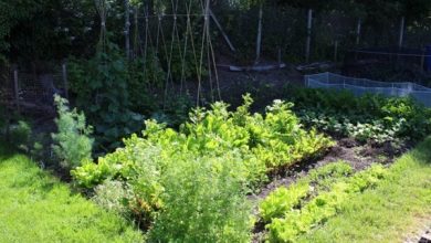 Photo of Giardini domestici | Come fare un giardino di casa passo dopo passo