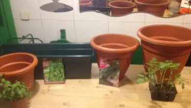 Photo of Piante aromatiche in vaso: come coltivare passo dopo passo