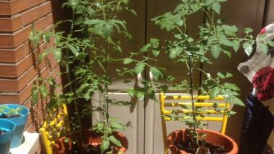 Photo of Giardino in fioriere: come realizzare un giardino in poco spazio