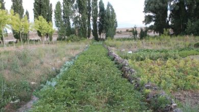 Photo of Orto urbano: uno spazio per coltivare buone abitudini e relazioni