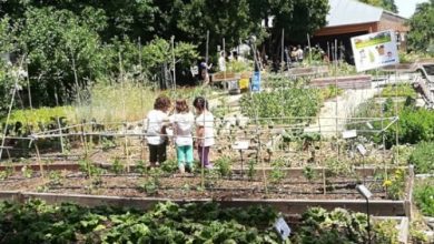 Photo of Orti scolastici: obiettivi e benefici dell’orto scolastico 【Progetti ecologici】