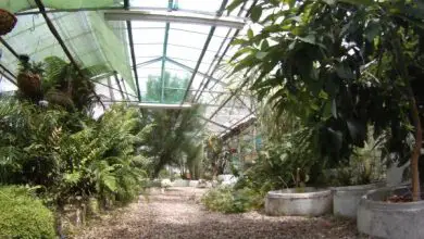 Photo of Greenhouse Green Classroom: peperoncini, amaranto e altro