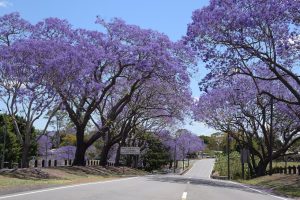 Photo of Potare una Jacaranda: [Importanza, Tempo, Strumenti, Considerazioni e Passaggi]