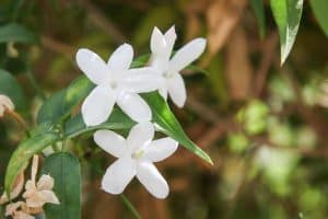 Photo of Jasminum officinale: [Coltivazione, cura, parassiti e malattie]