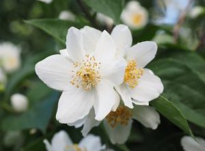 Photo of Jazmín: [Cultivo, Riego, Cuidados, Plagas y Enfermedades]