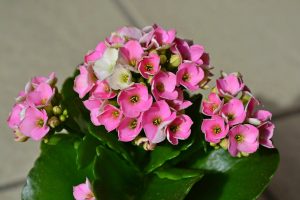 Photo of Irrigazione Kalanchoe: [Necessità, frequenza e procedura]