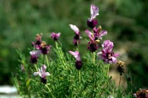 Photo of Differenze tra Lavanda e Cantueso: cosa sono?