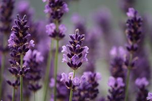 Photo of Prugna lavanda: [Importanza, tempo, strumenti, considerazioni e passaggi]