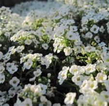 Photo of Lobularia Maritima: [Coltivazione, cura, parassiti e malattie]