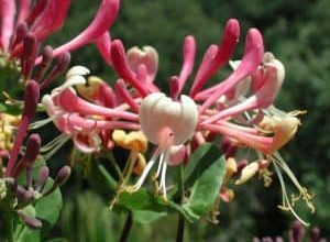 Photo of Lonicera Implexa: [Coltivazione, Irrigazione, Associazioni, Parassiti e Malattie]