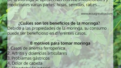 Photo of 10 validi motivi per assumere Moringa