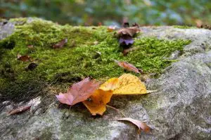 Photo of Macchie marroni sulle foglie: [rilevamento, cause e trattamento]