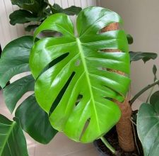 Photo of Monstera: [coltivazione, irrigazione, cura, parassiti e malattie]