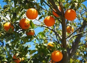 Photo of 7 parassiti che colpiscono i tuoi alberi di arancio: [rilevamento, cause e soluzioni]