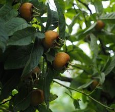 Photo of Nespole della potatura: [Importanza, tempo, strumenti, considerazioni e passaggi]