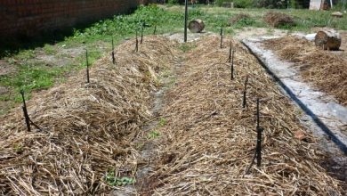 Photo of Cos’è Vermicompost: il lavoro dei vermi nel compost