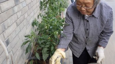 Photo of L’agricoltura urbana in Cina perché è necessaria?