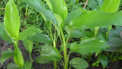 Photo of Come piantare la curcuma o la curcuma