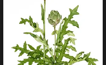 Photo of Carciofo per disturbi al fegato, stitichezza, cattiva digestione o sovrappeso