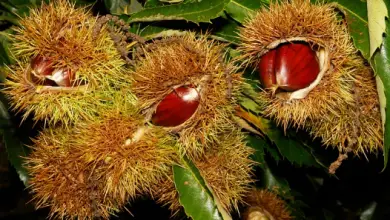 Photo of 10 benefici di mangiare le castagne