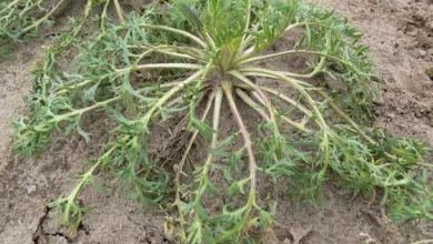Photo of Maca per la menopausa, mancanza di energia, migliora la memoria e il sistema immunitario