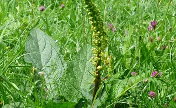 Photo of Verbasco, benefici e proprietà medicinali.