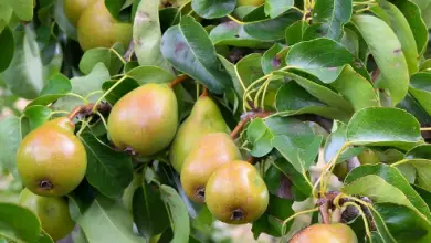 Photo of Pere: proprietà nutrizionali e benefici di questo frutto