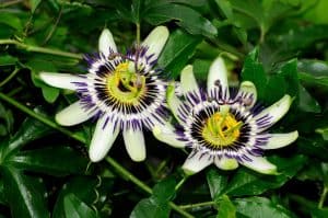 Photo of Passiflora Caerulea: [Coltivazione, Irrigazione, Associazioni, Parassiti e Malattie]