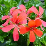Photo of Piante da esterno per decorare balconi e finestre